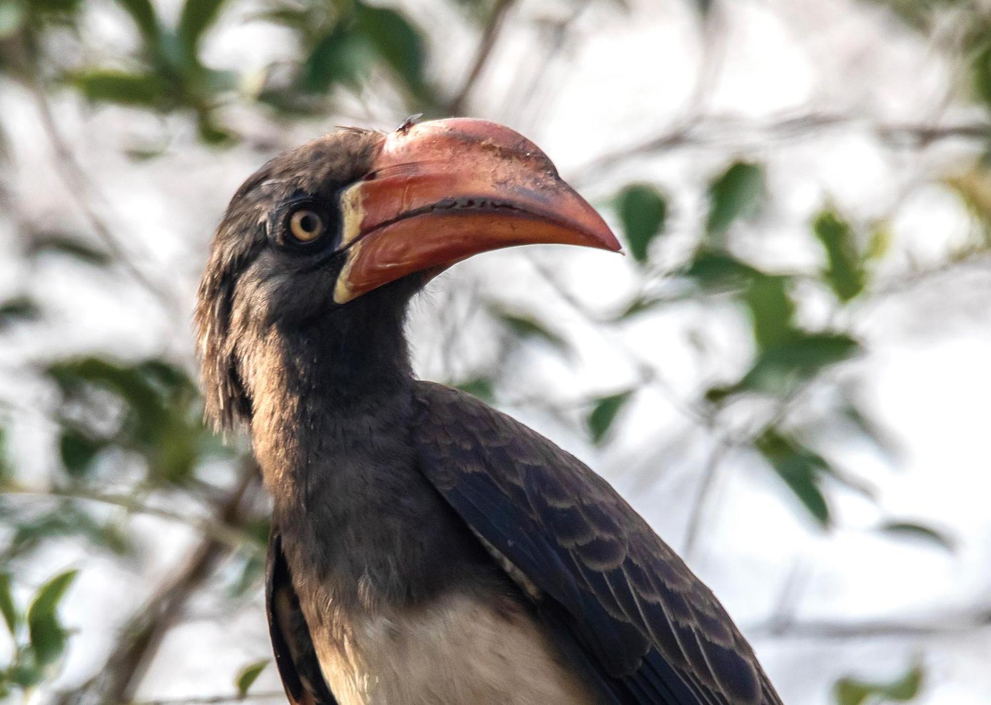 Lodge Nibela Lake
